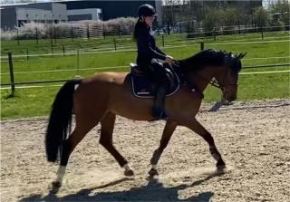 Reitbeteiligung/Beritt/Urlaubsvertretung