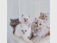 Britische-Langhaar Kitten, 4 Männchen, 1 Weibchen