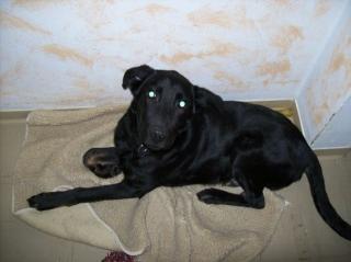 Labrador-schäferhund mix zu verkaufen