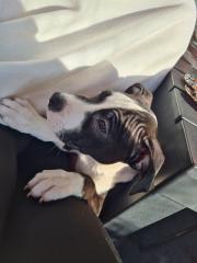 American Pitbull Terrier Welpe