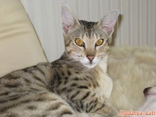 Savannahkitten