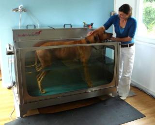 Hundephysiotherapie MIT Unterwasserlaufband im Osten von Hamburg