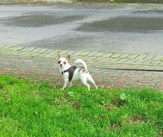 Chihuahua Charlie Rüde