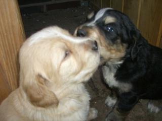 BernernSennen - GoldenRetriever Welpen abzugeben. Wunderschöne Tiere aus Famili
