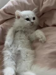 Britisch Langhaar Kitten