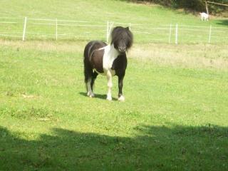 Sehr liebes Minipony / Mini Shetty / Zwergpony zu verkaufen