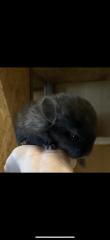 Chinchilla Jungtier schwarz