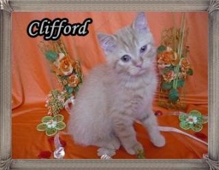 Britisch Kurzhaar Kater in rot sucht liebe Kuschelsklaven