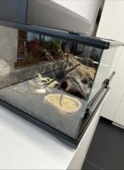 Vogelspinne Lasiodora parahybana