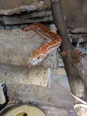 Kornnatter abzugeben