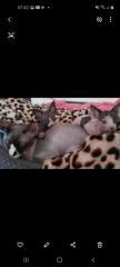 SPHYNX Canadian