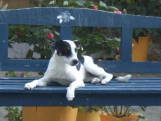 Jack Russel Terrier Hündin sucht neues liebevolles Zuhause 22 Wochen alt