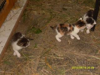 Katzenbabys zu verschenken