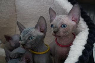 4 liebevoll Sphynx kätzchen