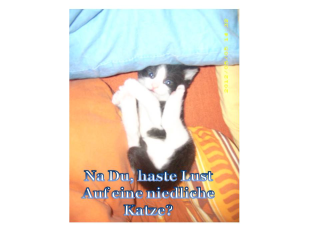 Kleine Katzen in liebevolle Hände abzugeben