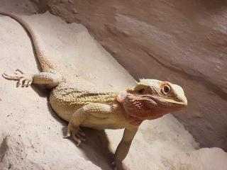 Bartagame Red Fire weiblich ca. 6 Jahre alt