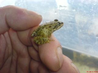 Pelophylax ridibundus/ bedriagae Komplex Nachzucht 2021
