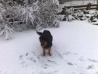 Labrador-Mischling schweren Herzens abzugeben.