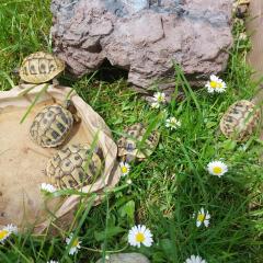 Griechische Landschildkröten/ Testudo hermanni, NZ 2022/2021
