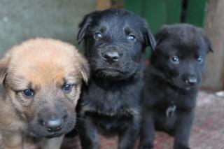 Mischlingswelpen Schäferhund/ Labrador