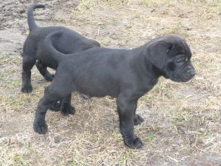 Boxer-Labrador-Welpen