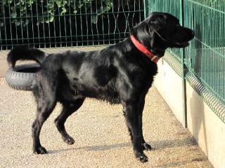 Max wunderbarer Familienhund wartet hinter französischen Gittern