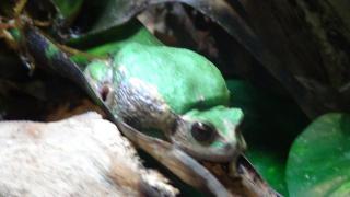 Beutelfrösche, Gastrotheca riobambae
