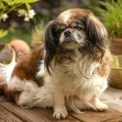 OMI-GINA - weiblich 13 Jahre 19 cm 4. 2 kg Tibet-Spaniel Gechipt
