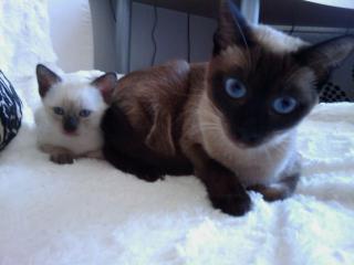 Siamkatze Seal Old Style Siamese Thai