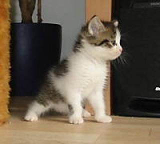 2 Süße Katzenbaby gegen Schutzgebühr abzugeben.