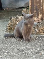Katzen weiblich und männlich