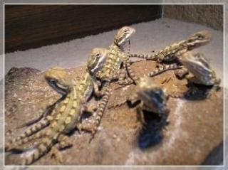 Junge Zwergbartagamen Pogona henrylawsoni