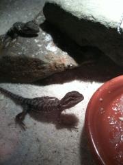 Wunderschöne Bartagame Babys