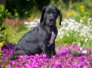 Wunderschöne schwarzes Deutsche Doggen Mädchen, geb. 17. 03. 2023