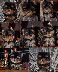 Bildschöne Kleine Yorkshire Terrier Welpen
