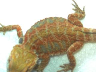 Farbbartagame Red/Cirus 100 Hypos