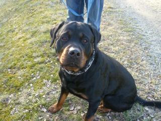Hutch sucht dringen liebevolle neue Familie