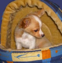 Chihuahua Deckrüde