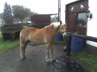 Beistellpferd