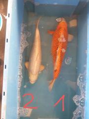 Koi Koikarpfen