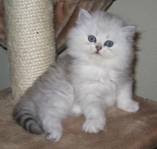 Perserkaterchen