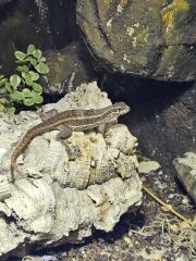 Buntes Maskenleguan -Weibchen sucht ein neues Zuhause