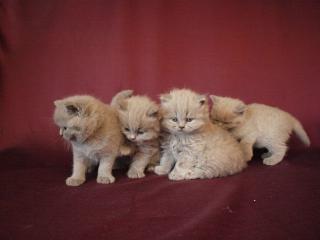 Typenvolle BKH und Higländer Kitten in der Farbe lilac abzugeben. 1a Stammbaum,