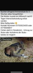 Stute für Fohlen