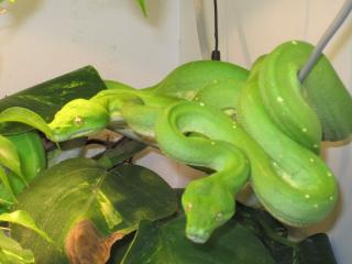 Pärchen Morelia Viridis Sorong Gr. Baumpython