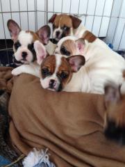 Französische Bulldog Welpen mit Papieren