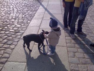 Bully Welpe gesucht