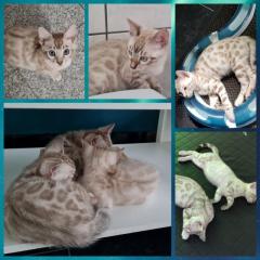 Snow bengal kitten auch zucht