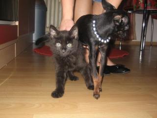Kraft und gesundheit katze schwarz
