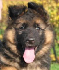 Altdeutsche Schäferhundwelpen langhaar